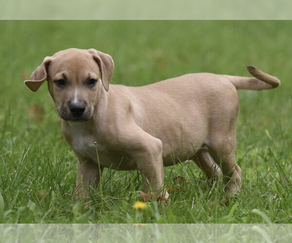 Medium Photo #2 Boxer-Unknown Mix Puppy For Sale in Mechanicsburg, PA, USA