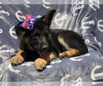 Small Photo #10 German Shepherd Dog Puppy For Sale in EAST EARL, PA, USA