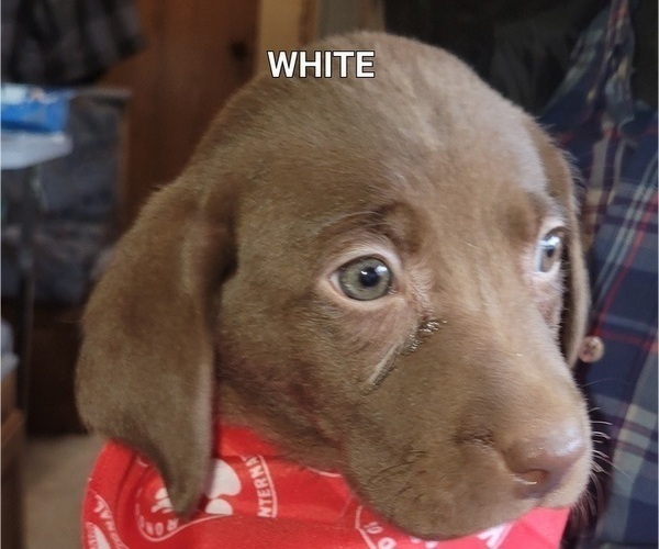 Medium Photo #1 Labrador Retriever Puppy For Sale in COSSAYUNA, NY, USA