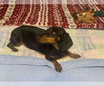 Small #3 Dachshund
