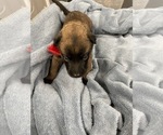 Small Photo #112 Belgian Malinois Puppy For Sale in REESEVILLE, WI, USA
