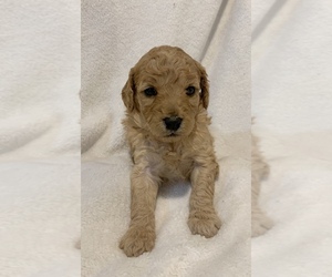 Goldendoodle (Miniature) Puppy for sale in SHELL LAKE, WI, USA