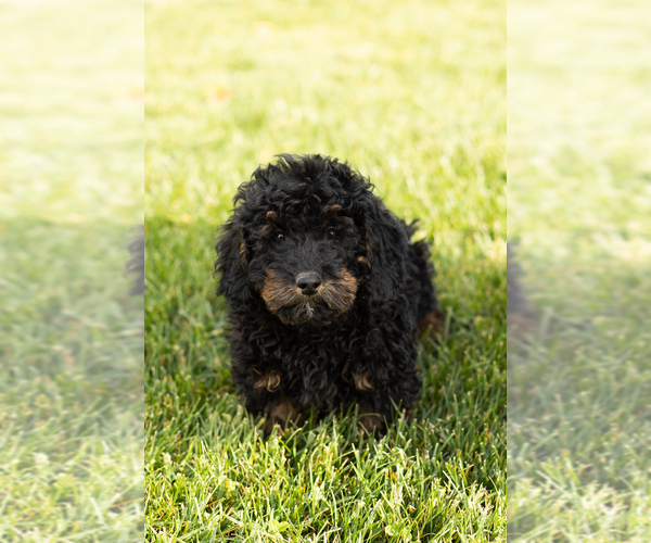 Medium Photo #3 Cock-A-Poo-Goldendoodle Mix Puppy For Sale in TOPEKA, IN, USA