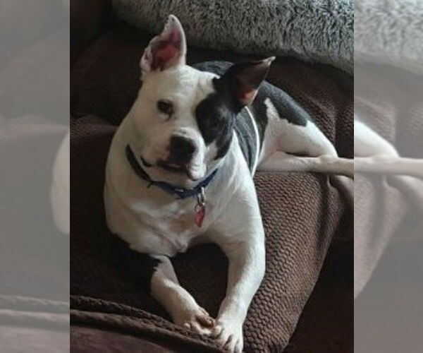 Medium Photo #2 American Bulldog-Unknown Mix Puppy For Sale in Petaluma, CA, USA