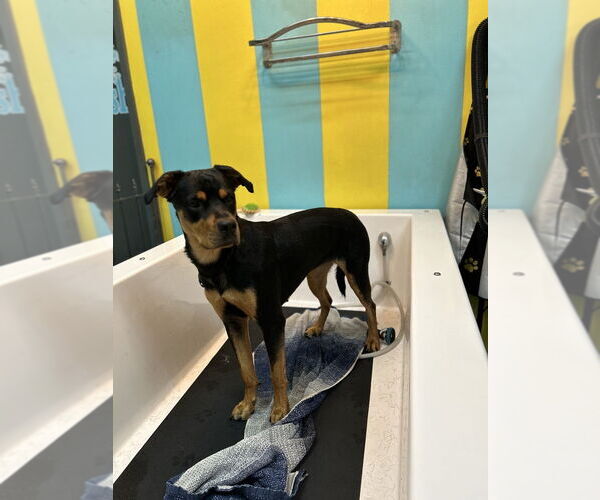 Medium Photo #4 Rottweiler Puppy For Sale in San Antonio, TX, USA