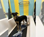 Small #3 Rottweiler
