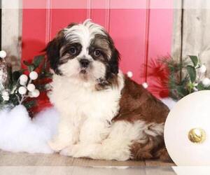 Shih Tzu Puppy for sale in MOUNT VERNON, OH, USA