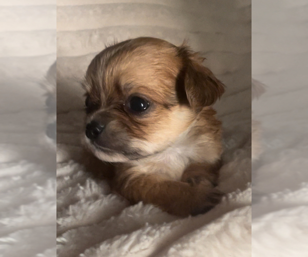 Medium Photo #3 Chihuahua Puppy For Sale in ADAMSVILLE, TN, USA