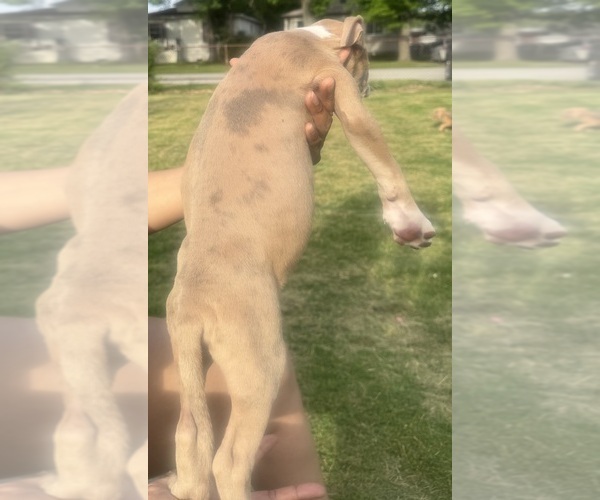 Medium Photo #55 American Bully Puppy For Sale in LAKE STATION, IN, USA