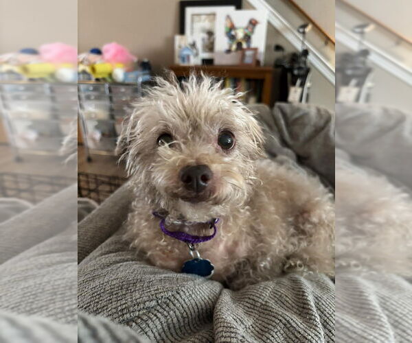 Medium Photo #1 Mutt Puppy For Sale in Kimberton, PA, USA