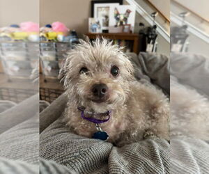 Mutt Dogs for adoption in Kimberton, PA, USA