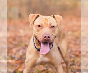 Logan - Male American Staffordshire Terrier Dog for Adoption - Photo #4