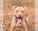 Small #3 American Staffordshire Terrier