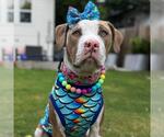 Small American Staffordshire Terrier Mix