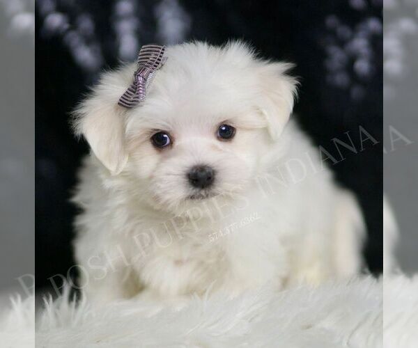 Medium Photo #3 Maltese Puppy For Sale in WARSAW, IN, USA
