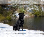 Small #29 Labrador Retriever
