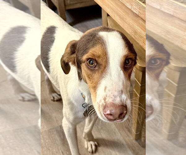 Medium Photo #2 Jack Russell Terrier-Unknown Mix Puppy For Sale in Omaha, NE, USA