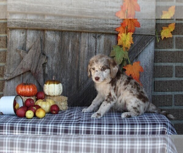 Medium Photo #9 Labradoodle Puppy For Sale in FREDERICKSBURG, OH, USA