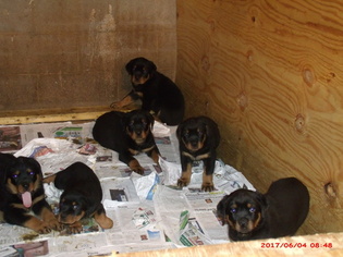 Rottweiler Puppy for sale in DECATUR, GA, USA