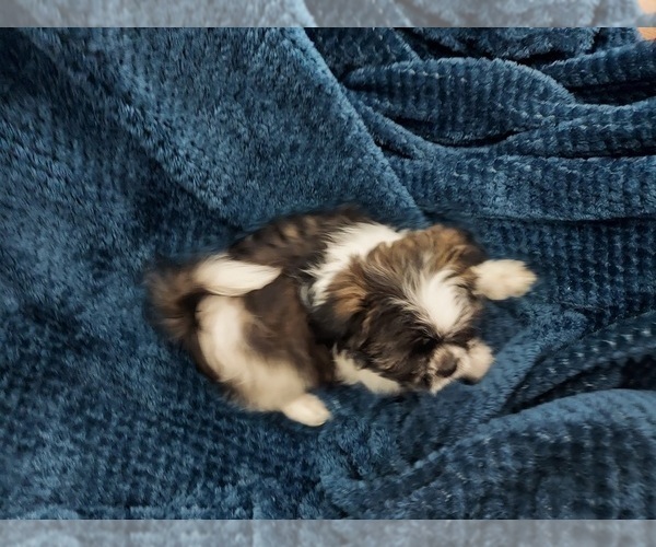 Medium Photo #5 Shih Tzu Puppy For Sale in THE WOODLANDS, TX, USA