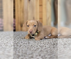 Dachshund Puppy for sale in ALTOONA, PA, USA