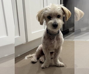 Poodle (Miniature)-Unknown Mix Dogs for adoption in Valrico, FL, USA