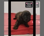 Storm - Female Yorkipoo Puppy for Sale - Photo #2