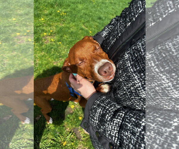 Medium Photo #2 Unknown-Vizsla Mix Puppy For Sale in Plainfield, IL, USA