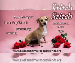 Dachshund Dogs for adoption in Anchorage, AK, USA