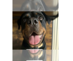 Small #12 Rottweiler