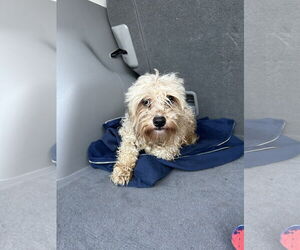 Poodle (Toy)-Unknown Mix Dogs for adoption in Virginia Beach, VA, USA