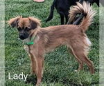 Small #2 Chihuahua Mix