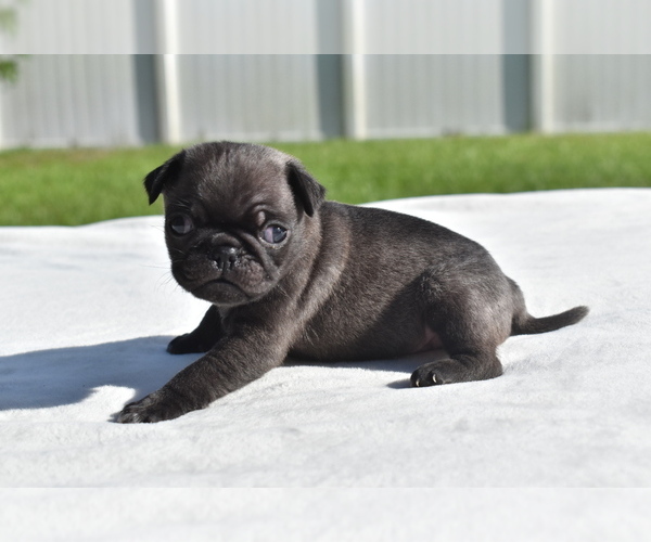 Medium Photo #1 Pug Puppy For Sale in PALM COAST, FL, USA