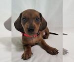 Puppy Red Male Dachshund