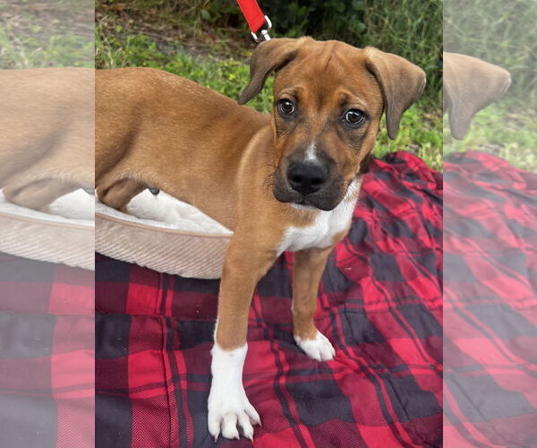 Medium Photo #4 German Shepherd Dog-Unknown Mix Puppy For Sale in Royal Palm Beach, FL, USA