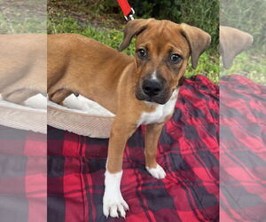 Oliver - Male German Shepherd Dog-Unknown Mix Dog for Adoption - Photo #4