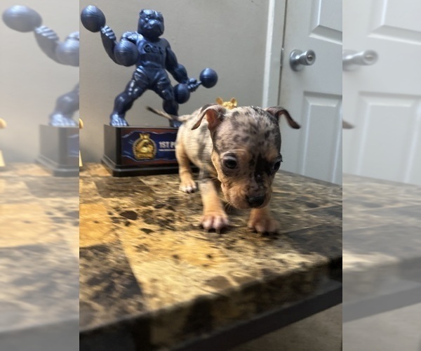 Medium Photo #8 American Bully Puppy For Sale in WINSTON SALEM, NC, USA