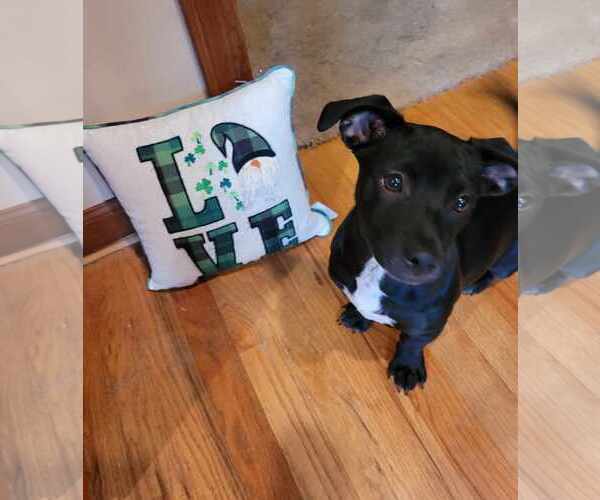 Medium Photo #2 Maltador Puppy For Sale in pomfret, CT, USA