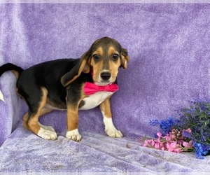 Beagle Puppy for sale in LANCASTER, PA, USA