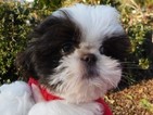 Small Photo #9 Shih Tzu Puppy For Sale in ENKA, NC, USA