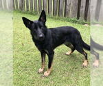 Small #3 German Shepherd Dog