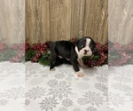 Small Photo #5 Boston Terrier Puppy For Sale in MYRTLE, MO, USA