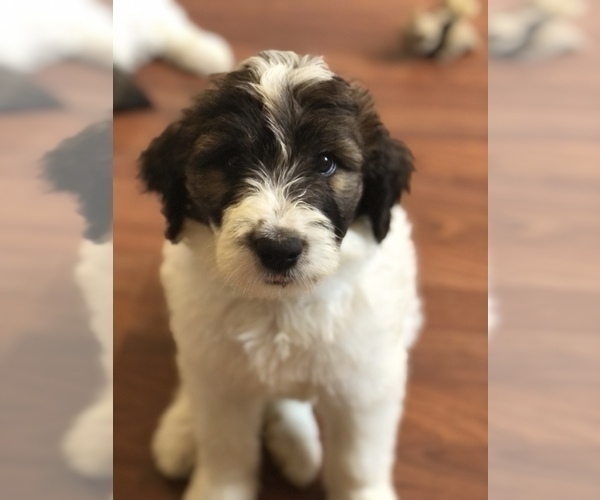 Medium Photo #4 Pyredoodle Puppy For Sale in DACULA, GA, USA