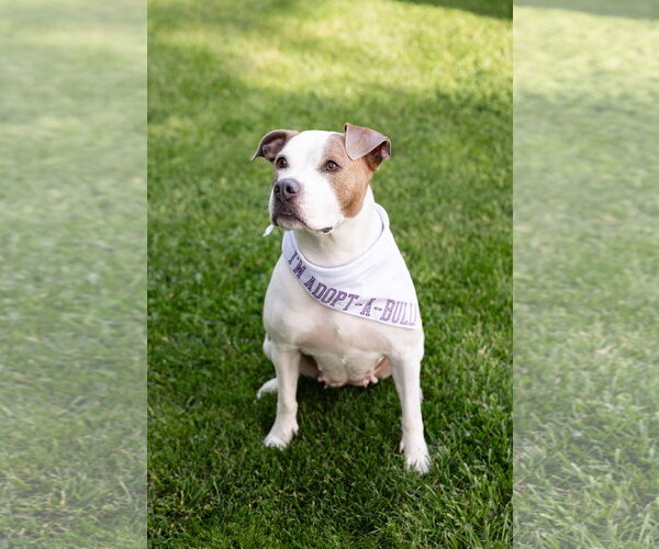 Medium Photo #4 Mutt Puppy For Sale in Crete, IL, USA