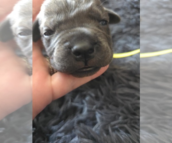Medium Photo #4 Cane Corso Puppy For Sale in HENRY, VA, USA