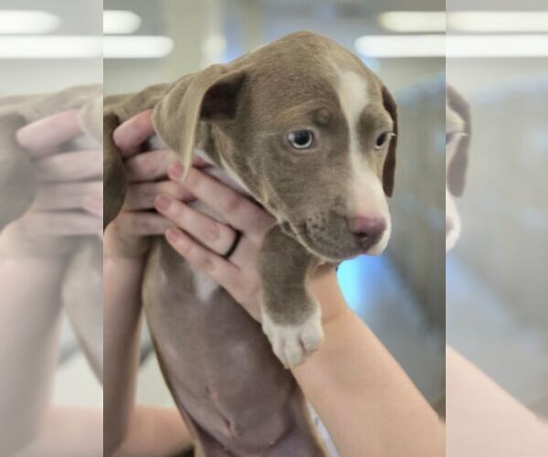 Medium Photo #1 Mutt Puppy For Sale in Hilton Head, SC, USA