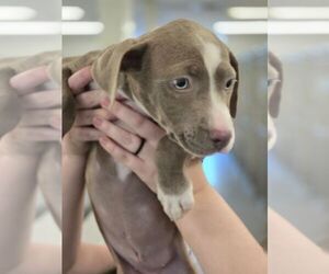 Mutt Dogs for adoption in Hilton Head, SC, USA