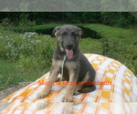 Small #4 German Shepherd Dog