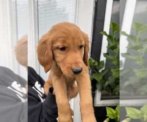 Medium Golden Retriever