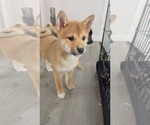 Puppy Yumi Shiba Inu